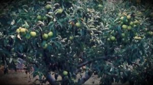 Яблоня Джонаголд   позднеспелый сорт с высокими потребительскими качествами