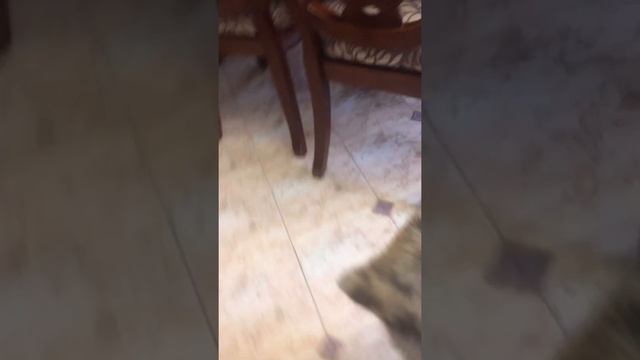 Как приготовить салат смотреть онлайн