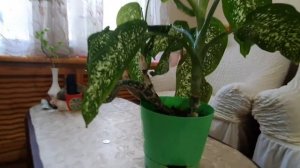 Цветы. Диффенбахия уход, полив, удобрения.  Dieffenbachia care, watering, fertilization.