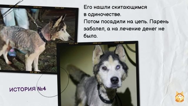 5 историй собак, которых мы пристроили - Балу, Алан, Байкал, Яша, Элли смотреть онлайн