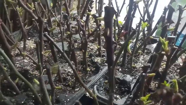 Daldan / celikten gul ve ortanca cogaltma смотреть онлайн