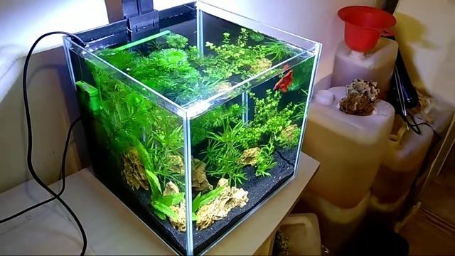 Куб 15 л с живыми растениями и петушком смотреть онлайн