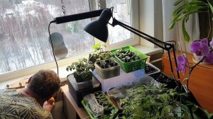 Как разместить много рассады на подоконнике.Расширяемся