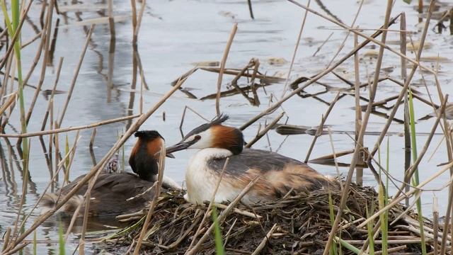 Чомги 170416 1к в Царицыно Panasonic G80 4K25fps 25 смотреть онлайн