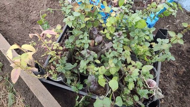 КАК СОХРАНИТЬ МЯТУ ДОМА (зимой )/ВОЗМОЖНО ЛИ ??? смотреть онлайн