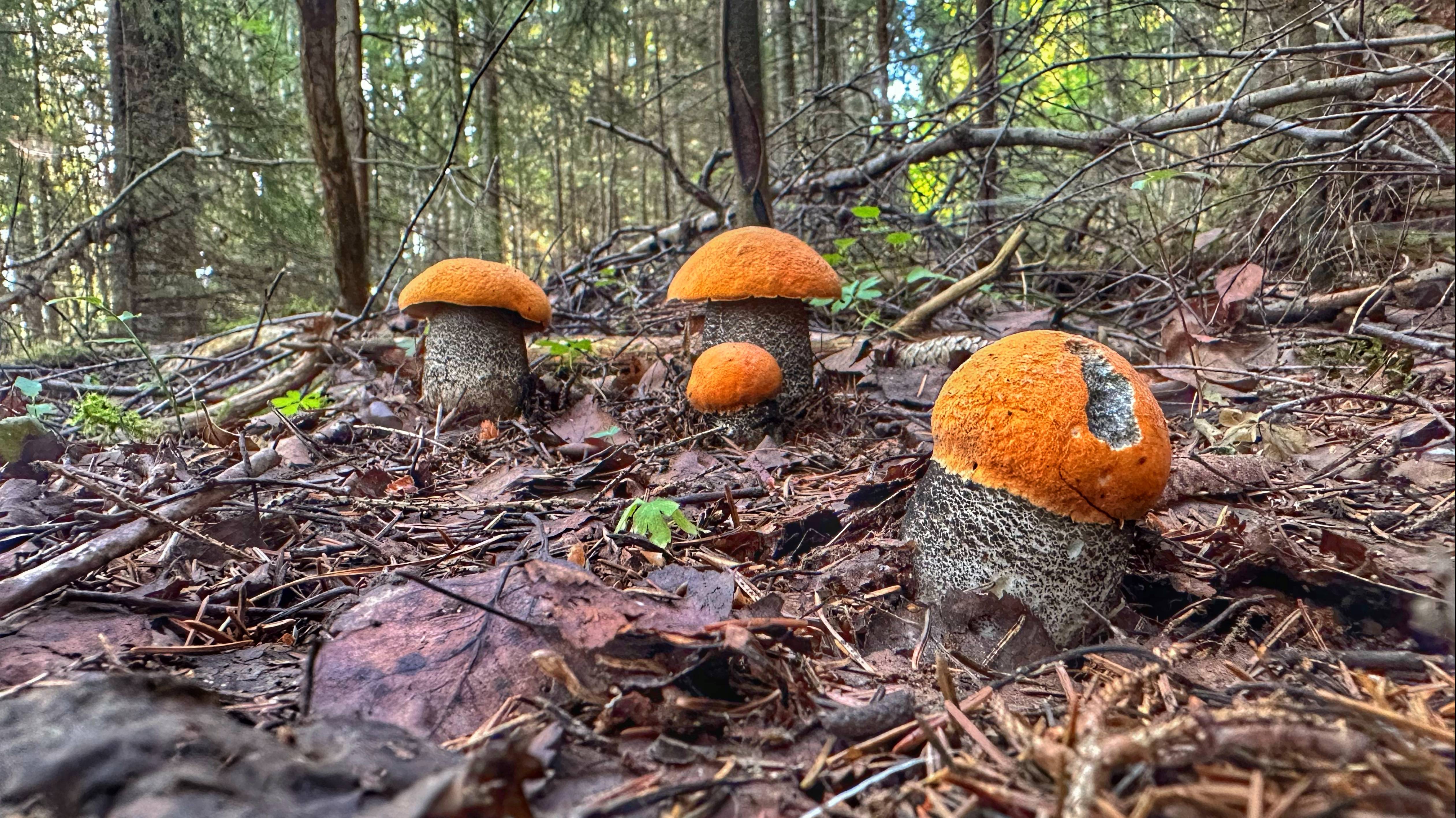 ЭТО ДЖЕКПОТ! ДРЕМУЧИЙ ЛЕС НАГРАДИЛ ГРИБНИКА ФАНТАСТИЧЕСКИМИ ГРИБАМИ | ПОДОСИНОВИКИ 2024 смотреть онлайн