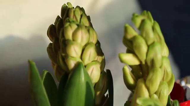 The third test video with Canon EOS 1100D смотреть онлайн