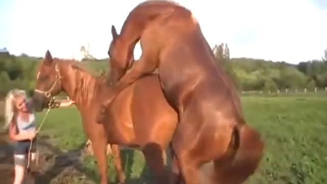 Как спариваются лошади!