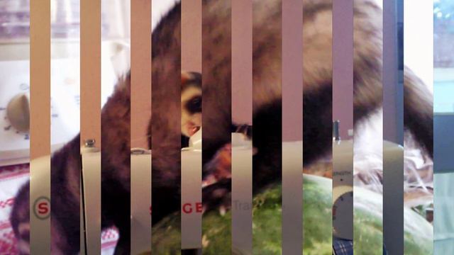 мои пушистики -хорьки Ferret