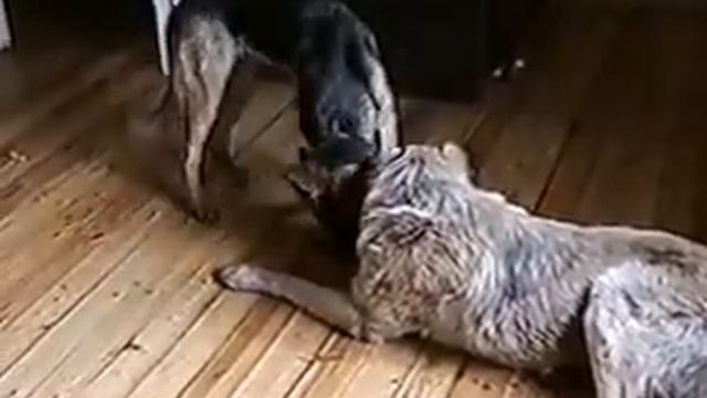 собаки Минск 1995 смотреть онлайн