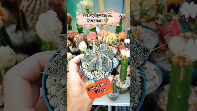 Astrophytum Myriostigma Ornatum Cactus Identification and Care #Shorts смотреть онлайн