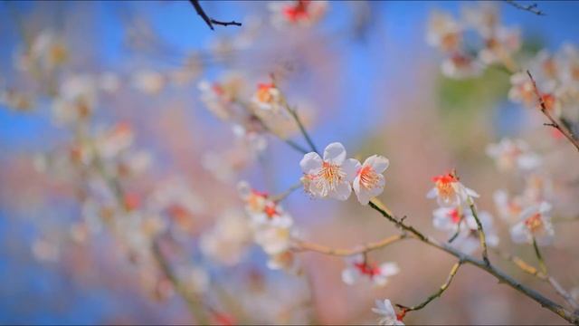 Eastern relaxing music Восточная музыка для релаксации смотреть онлайн