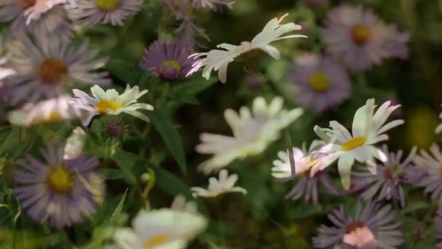 Cosmos Waltz by Kil-young Yoo with Yeol Eum Son(Piano) & Noboos Quartet, 유길영 柳吉永 смотреть онлайн