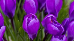 Sony E 18-135mm F3.5-5.6 OSS Review - Best Budget APS-C Lens?