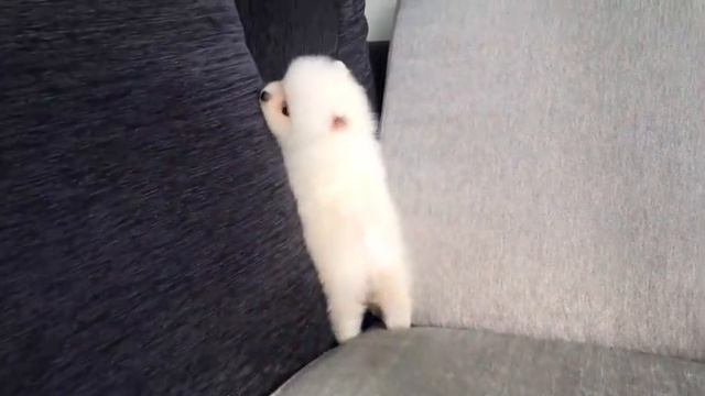 Teacup Pomeranian - Bellatrix смотреть онлайн