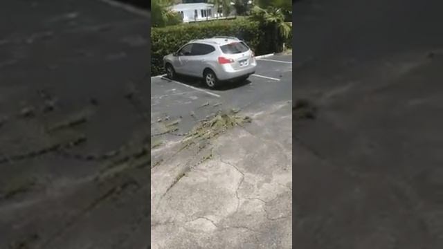 как правильно кормить игуан смотреть онлайн