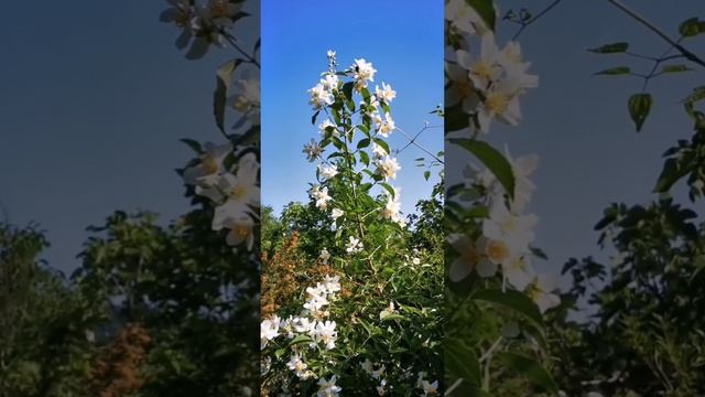 prunus cerasifera and philadelphus coronarius. EEDB TV смотреть онлайн