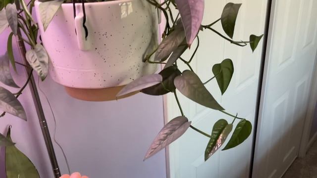 Houseplant Tour (300 Plants!!) | Philodendron, Euphorbia, Hoya, Alocasia, Begonia, Monstera ETC