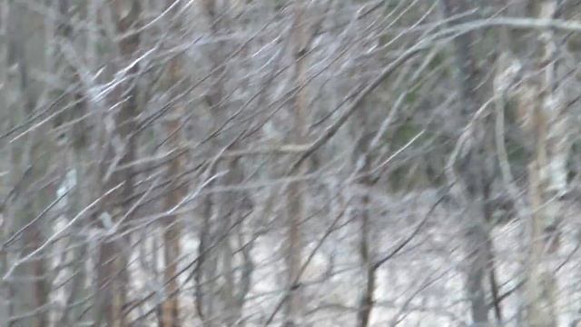 002 Нагонка Финской гончей первый утренник смотреть онлайн