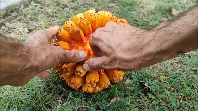 Пандан кровельный. Pandanus Tectorius.