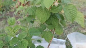 Малина сорт "Пшехиба". Обзор