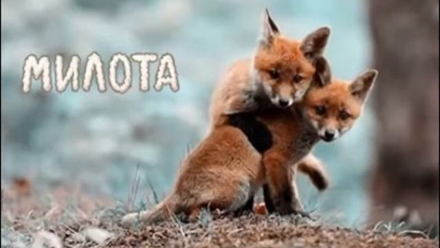Мое любимое животное лиса!!! смотреть онлайн