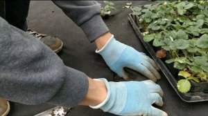 САЖАЕМ КЛУБНИКУ НА ЧЁРНЫЙ укрывной материал