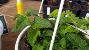 Формировка ампельной вербены в кашпо.