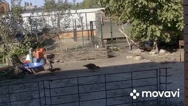 Не могу понять решения судей ! Сколько верёвочки ….. смотреть онлайн