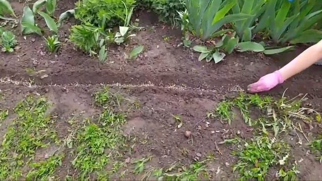 Сіємо чорнобривці. ЗДО 193