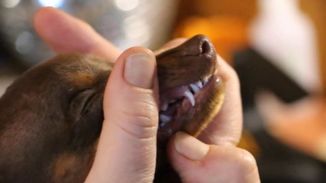 Измерение собаки смотреть онлайн