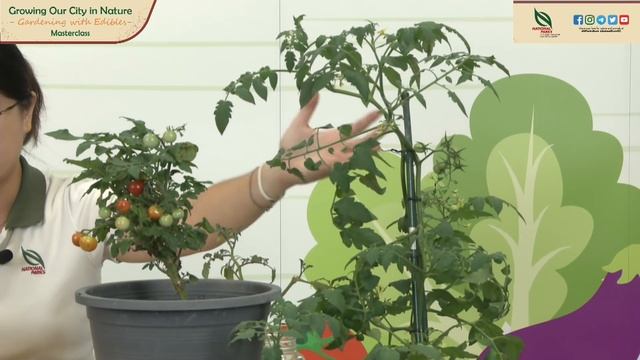 Gardening Masterclass: How To Grow Tomatoes, Eggplants and Lady's Fingers смотреть онлайн