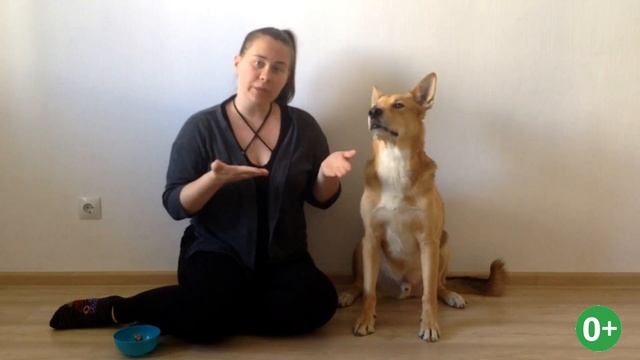 Как научить собаку команде Стоять. Учим собаку стоять по команде смотреть онлайн