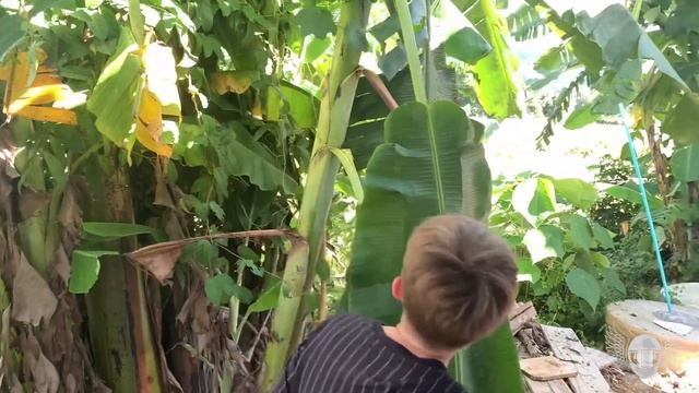 Решили посмотреть кто живет в банановых листьях смотреть онлайн