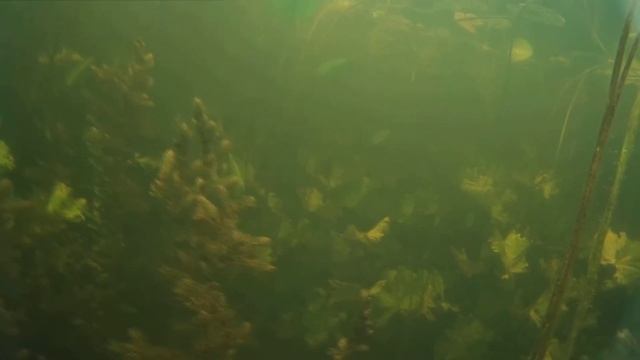 Подводный лес смотреть онлайн