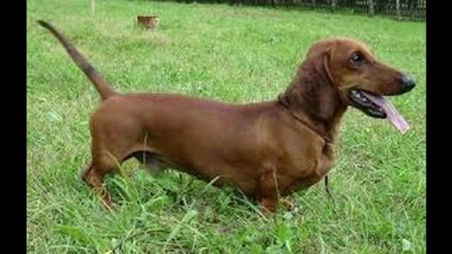 Топ 5 самых преданных собак смотреть онлайн