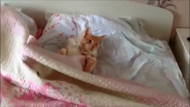 Мейн кун кот Валли. Спит в кровати. Питомник кошек мейн кун_MisterCoon смотреть онлайн