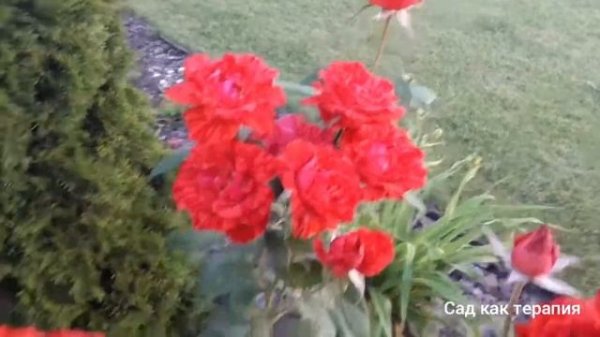 Красная  роза сорта " Ред Интуишн ", " Red Intuition " rose.