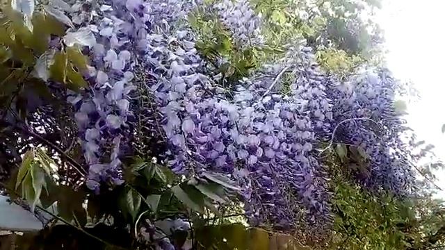 Глициния китайская. смотреть онлайн
