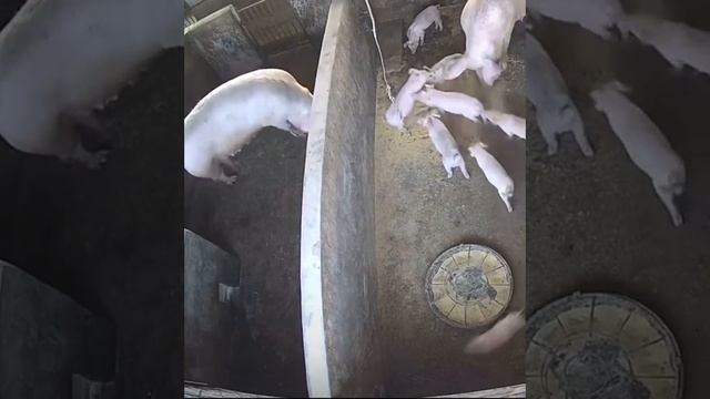 тут нужно смеяться смотреть онлайн