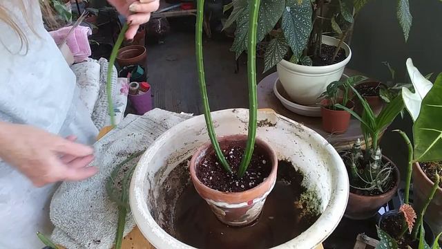 Plant Unboxing Etsy & Ebay & Potting Them Up смотреть онлайн