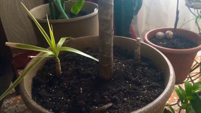 #драцена_размножение смотреть онлайн
