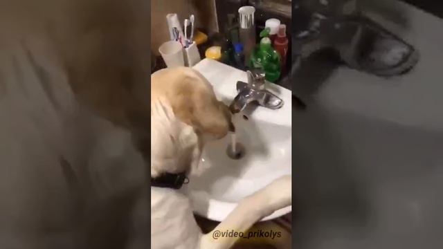 сушняк смотреть онлайн
