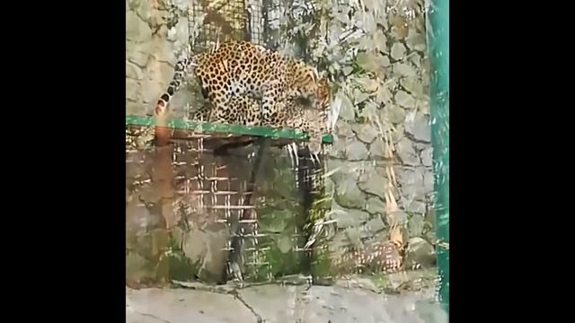 Сказочный зоопарк "Сказка"! смотреть онлайн