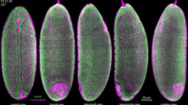 IsoView: Two-color imaging of Drosophila gastrulation смотреть онлайн