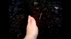 Посев пастернака. Посадка пастернака на грядку.