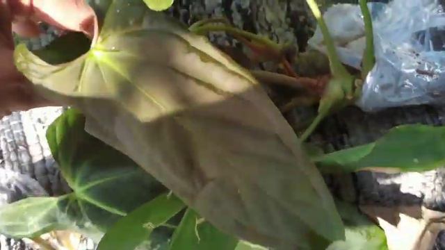 Unboxing A Rare Anthurium/ Anthurium Papillilaminum