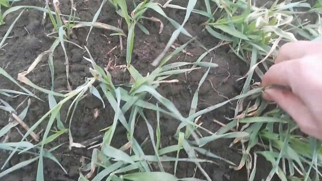 Яровой ячмень Авакс засеянный осенью, сравнение с обычным озимым ячменем смотреть онлайн