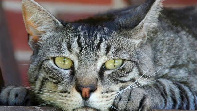 Андрей Миронов Женюсь из к/ф Соломенная шляпка смотреть онлайн