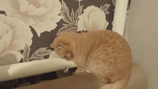 Вечер с нами. Персик в главной роли))) Архив от 25.10.2021г. смотреть онлайн